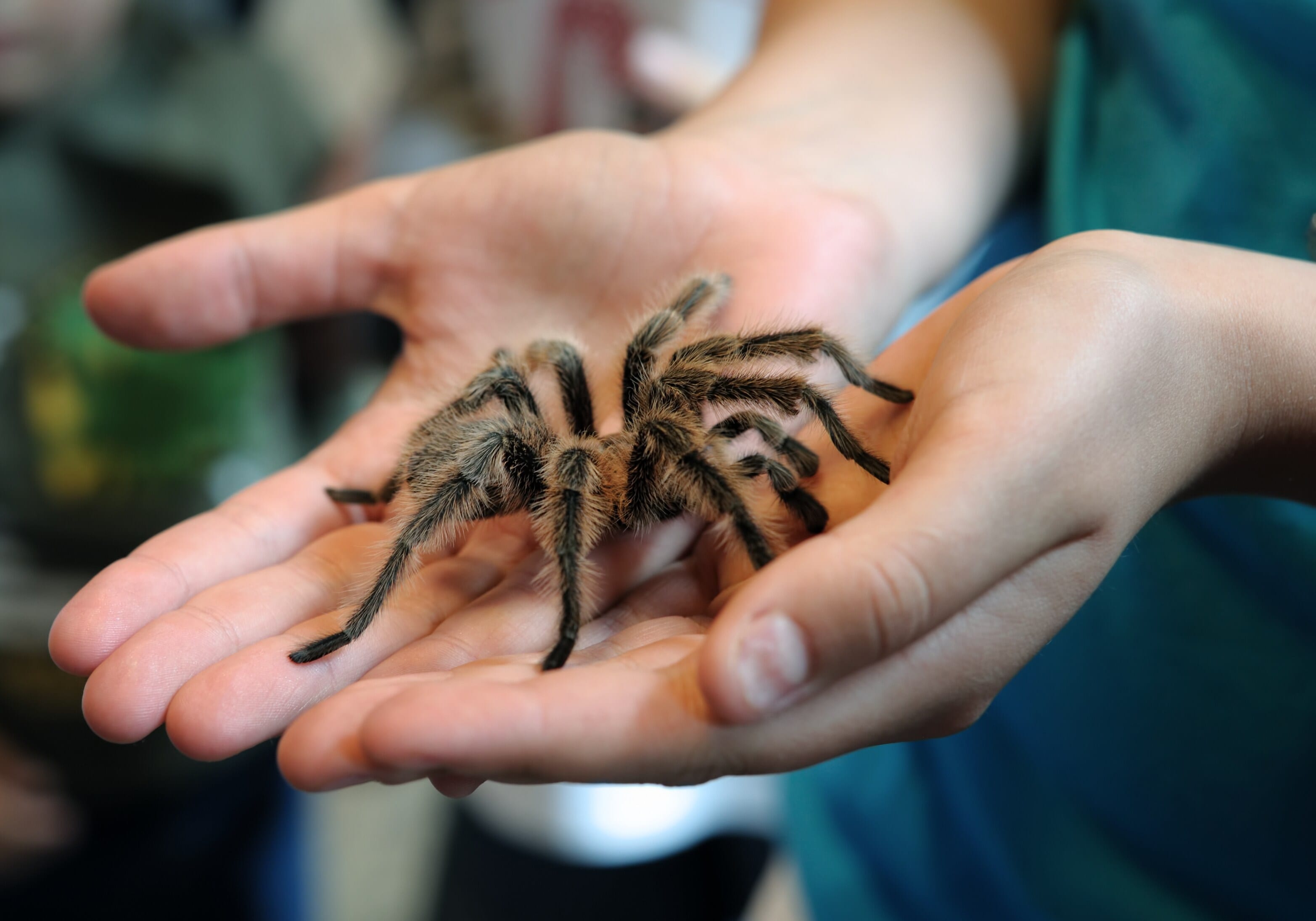 Tarantula alert in many US states (symbolic photo)