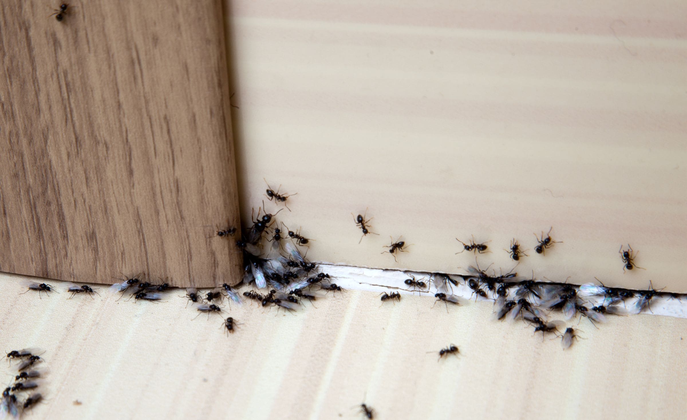 Nicht nur Spinnen! Diese 3 ungebetenen Gäste ziehen im Herbst bei Ihnen ein
