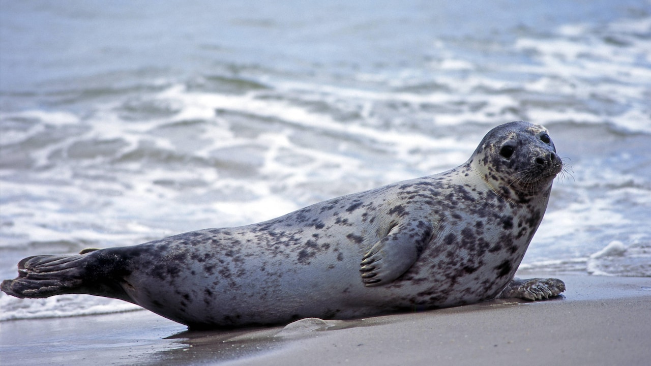 Female gray seal sunbathing on the beach Gray seal 116967