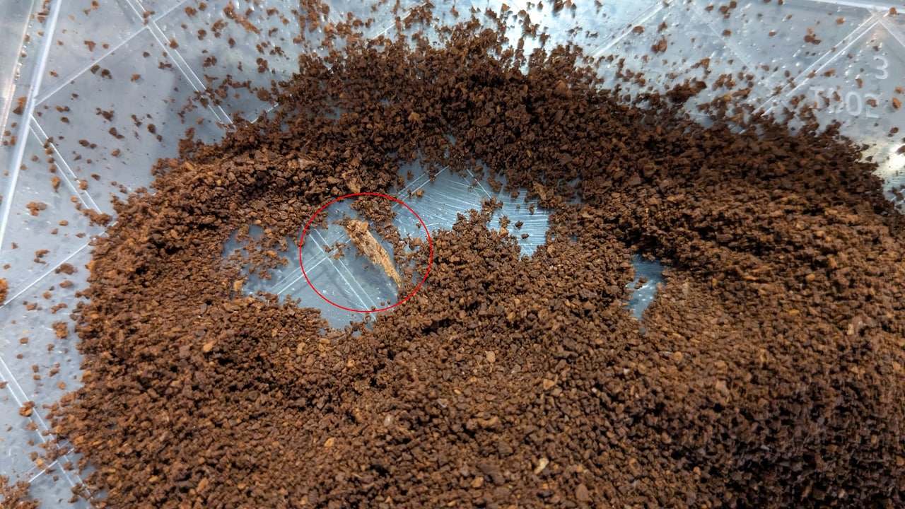 Ein großer Holzspan zwischen Kaffeemehl.