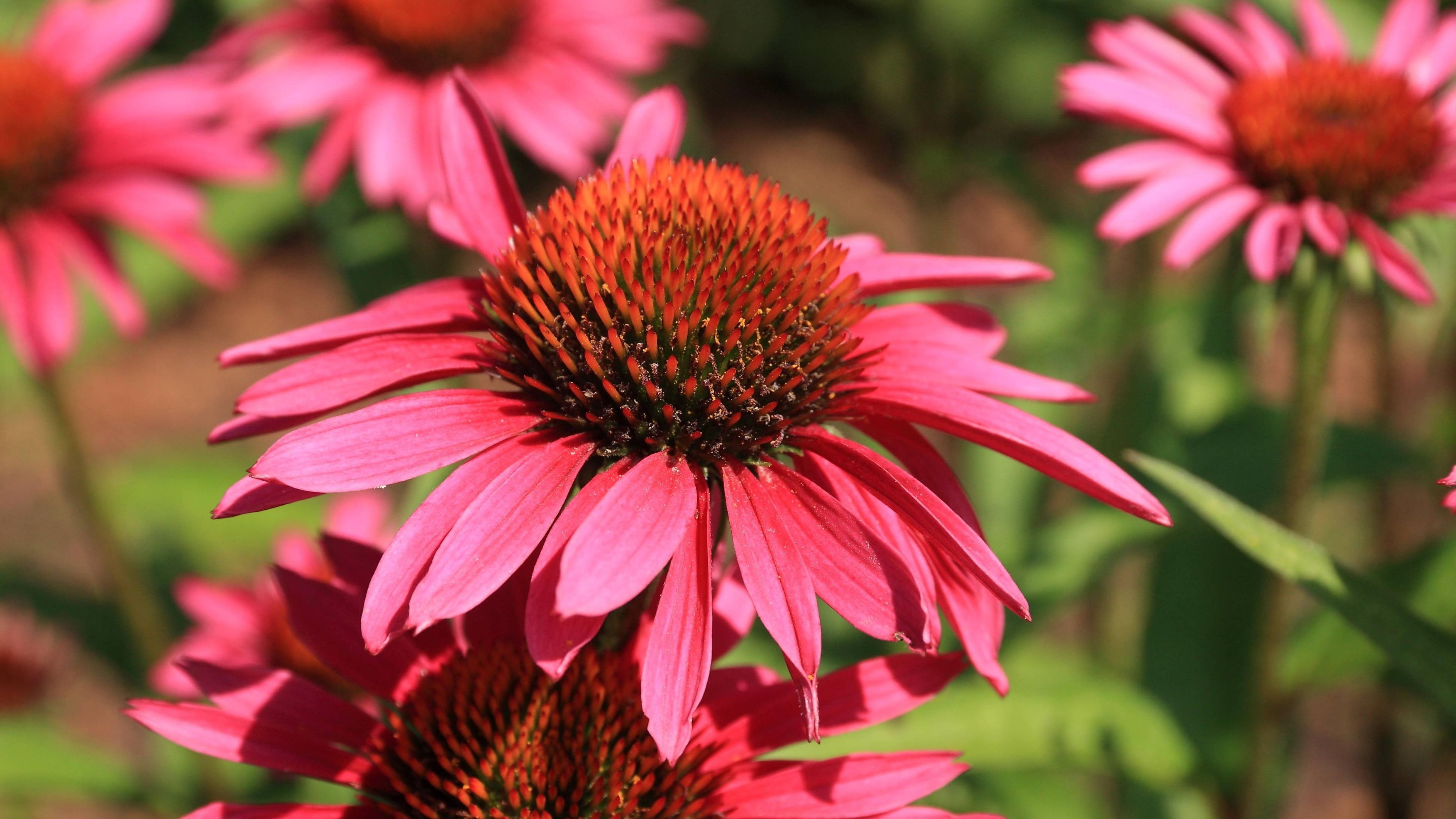 Die Blütezeit des Sonnenhut liegt im Sommer. Die Pflanze ist bekannt für seine leuchtenden Blüten, die im Garten für Farbe und Pracht sorgen. Erfahren Sie mehr über die hübschen Zungenblüten. … <a href="https://praxistipps.focus.de/dann-ist-die-bluetezeit-des-sonnenhut_189025"> ... mehr</a>